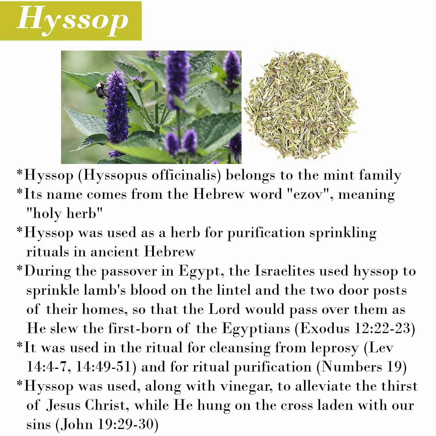 Cleanse Me With Hyssop Natural Hair and Body Wash, Organic Hyssop Infused Shampoo and Body Wash for Nourishing and Refreshing Hair & Body Cleansing (Lemongrass Lemon & Sweet Orange)